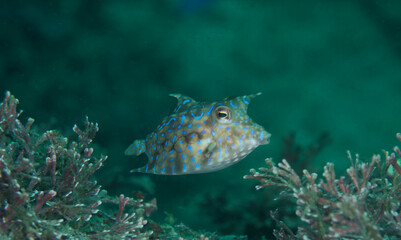 シマウミスズメ