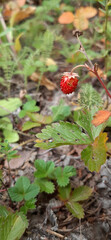 wild strawberry in the forest