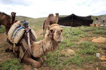 Nomadic tent and camels in Konya, Turkey. Yörük, lifestyles livestock