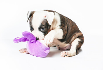 American Staffordshire Terrier Playing With Toys Isolated On White Background.