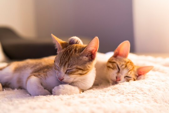 Adorable scene of two sibling kittens napping. Photography made in Madrid, Spain. 