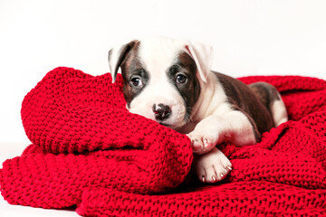 American Staffordshire Terrier Lying On Red Knitting Cover Isolated On White Background.