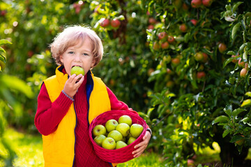 Child picking apples on farm. Fruit orchard fun.