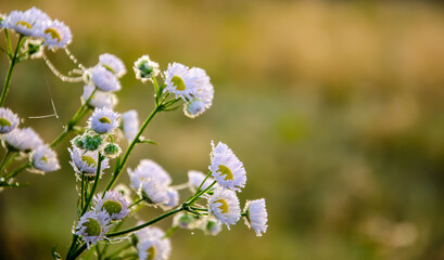Selective focus daisies with water drops against blurred background of grass. Plants after rain. Dew drops on chamomiles flower. Natural background with copy space. Early fresh morning concept.