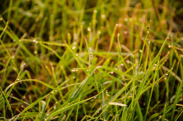Selective focus dew on green grass in the early morning. Nature Background. Selective focus on dew water drops with copy space. Green blades of grass with many dew drops on green blurred background.