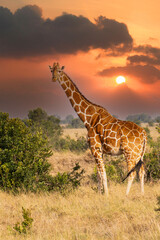 Giraffe in front Amboseli national park Kenya masai mara.(Giraffa reticulata) sunset.