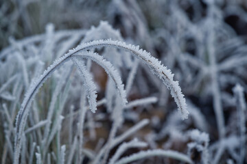 霜が降りた冬の植物