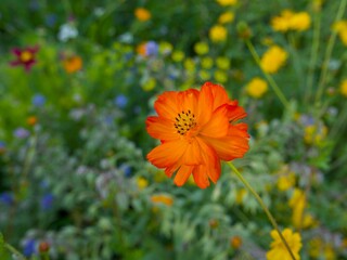 bright orange red cosmos flower on the flower meadow in summer