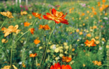 Naklejka premium a red yellow cosmos flower in a flower meadow on a sunny summer day