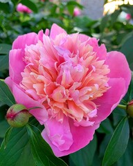 pinkish orange peony, beautiful large blooming flower, peony petals, fragrant flowers