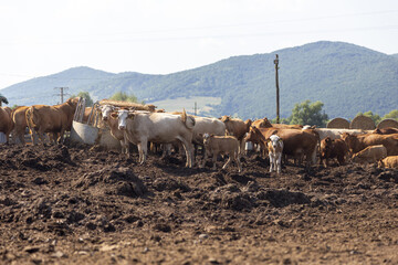rindherde im Bauernhof sieht in die Kamera