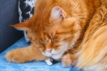 Portrait of a Ginger Maine Coon cat sleeping on pillow on the couch