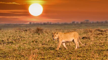 Fototapeta premium Big lion lying on savannah grass. Landscape with characteristic trees on the plain and hills in the background