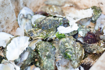 Oyster man holding cutting, Essaouira, Morocco 