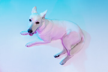 Obraz na płótnie Canvas High angle view of beautiful White Shepherd isolated over studio background in neon gradient blue purple light filter. Concept of beauty, action, pets love, animal life.