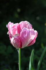 A blossoming tulip illuminated by the sun. Macro. Russia.