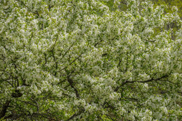 満開に咲き乱れた小梨の白い花々
