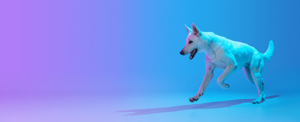Flyer. Cute big dog, White Shepherd isolated over studio background in neon gradient blue purple light filter. Concept of beauty, action, pets love, animal life.