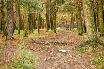 summer forest road, forest, road, summer,path,forest path