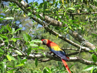 Nahaufnahme, Portrait, Papagei, freie Wildbahn, Regenwald, Farbenspiel, rot, gelb, blau, grün. 