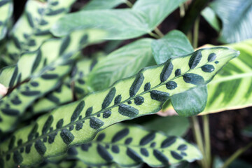 Obraz premium Goeppertia insignis, the rattlesnake plant, is a species of flowering plant in the Marantaceae family, native to Rio de Janeiro state in Brazil
