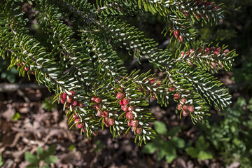 The reddish-brown female cones of the spruce tree are located at ends of the branches, and the male greenish-yellow cones are closer to the middle, as it were, in the depths of the crown.