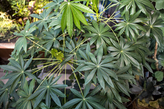Manihot esculenta leaf pattern is in the botanical garden