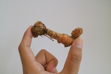 brown galangal for cooking or seasoning