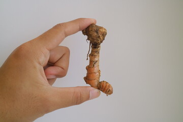 brown galangal for cooking or seasoning