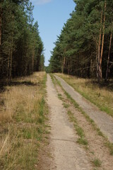 Schneise durch den Wald mit Panzerplatten