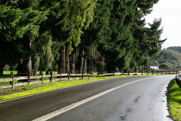 winding road in the forest