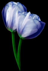 Blue  tulip flower  on black  isolated background with clipping path. Closeup. For design. Nature.