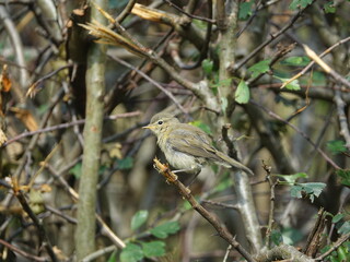 chiffchaff (Phylloscopus collybita)