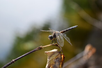dragonfly on a branch