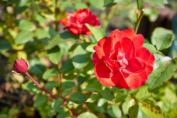 red rose, flower, plant
