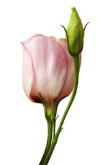 Pink rose flower  on white isolated background with clipping path. Closeup. For design. Nature.