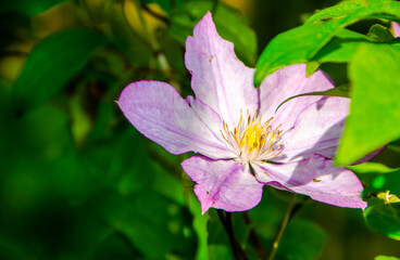 Fototapeta premium Light lilac blooming clematis flower close-up
