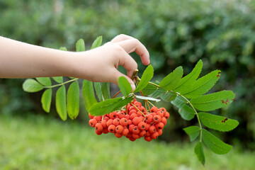 Naklejka na ściany i meble Bright orange rowan berries after rain in the hands of a child. Autumn series.