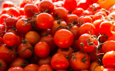 lots of tomatoes on a branch on counter