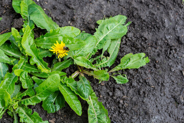 Dandelions blooming in the garden, bee on the blossom, weeds pattern concept