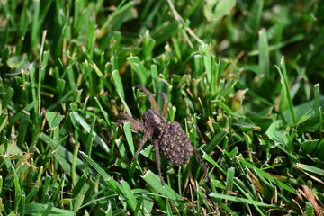 spider and babies in grass