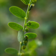 gale of the wind, stonebreaker or seed-under-leaf.