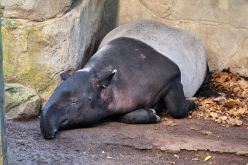 Ein Schabrackentapir / Asiatischer / Malaysischer Tapir ( Tapirus indicus ).