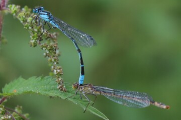 Mating Damselfly's