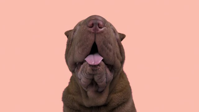 shar pei dog with colurful background