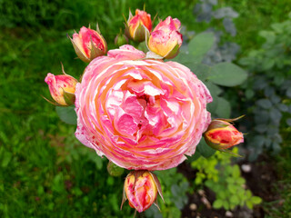 Fototapeta na wymiar Blooming pink rose close up