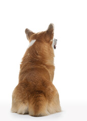 dog welsh corgi pembroke on a white background. Red-haired pet in the studio.