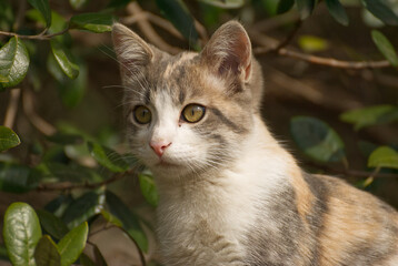 Naklejka na ściany i meble Cute grey cat in the garden
