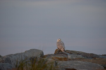 owl on a rock