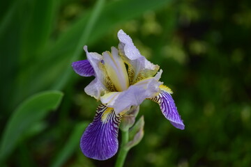 purple iris flower